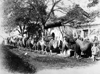 Camel Caravan on the Outskirts of Peking